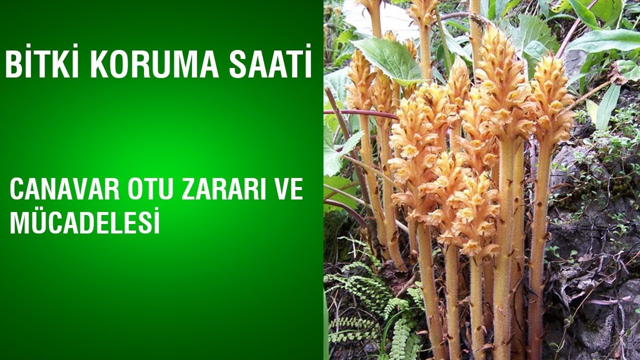 Bitki Koruma Saati - Canavar Otu Zararı ve Mücadelesi