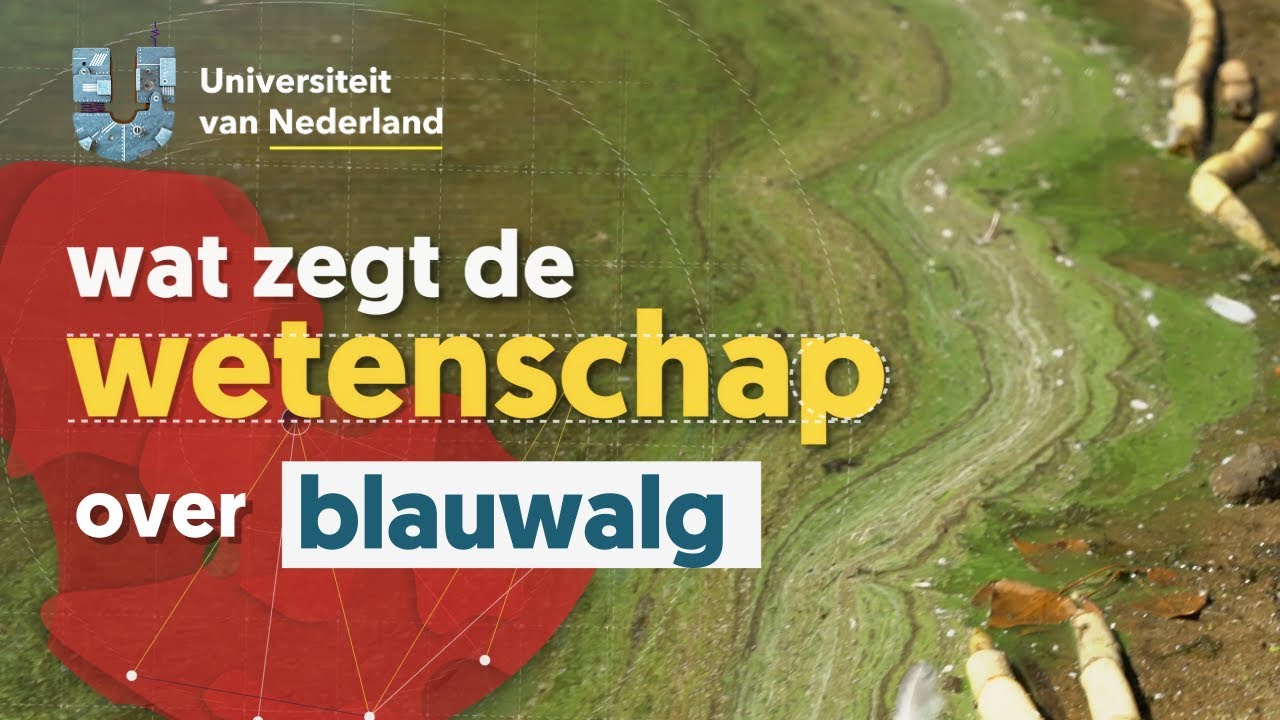 Kun je zwemmen in water met blauwalg?