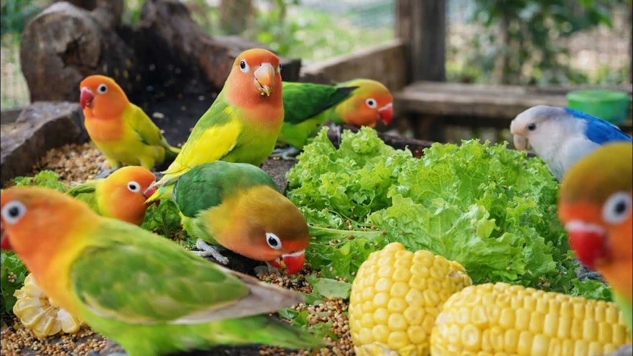 Lovebird Colorful 💚❤️#lovebirds #sunconure #parrotlover #birds #cutelovebird