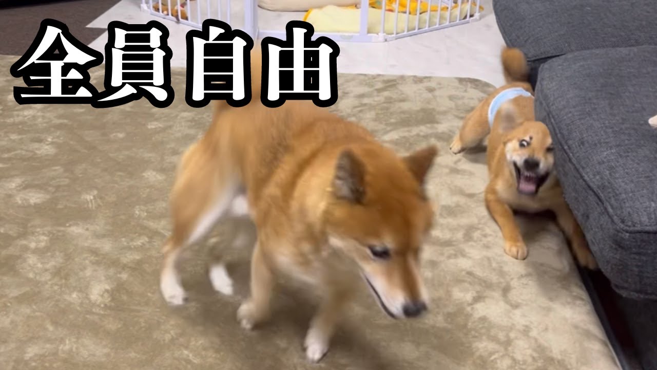 【クセ強】メンバー全員自由なロック家の日常、まともな母は忙殺