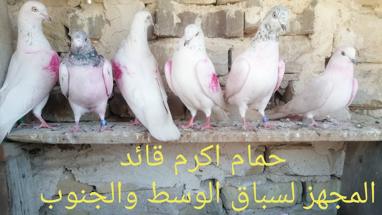 سطح الجناي.. اكرم قائد .. احد ابطال كربلاء لسباق الحمام التار الباكستاني الطيار