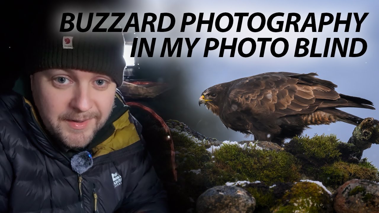Wildlife photography: Common buzzards at my photo blind - Nikon Z9, Nikkor Z 400mm TC VR S