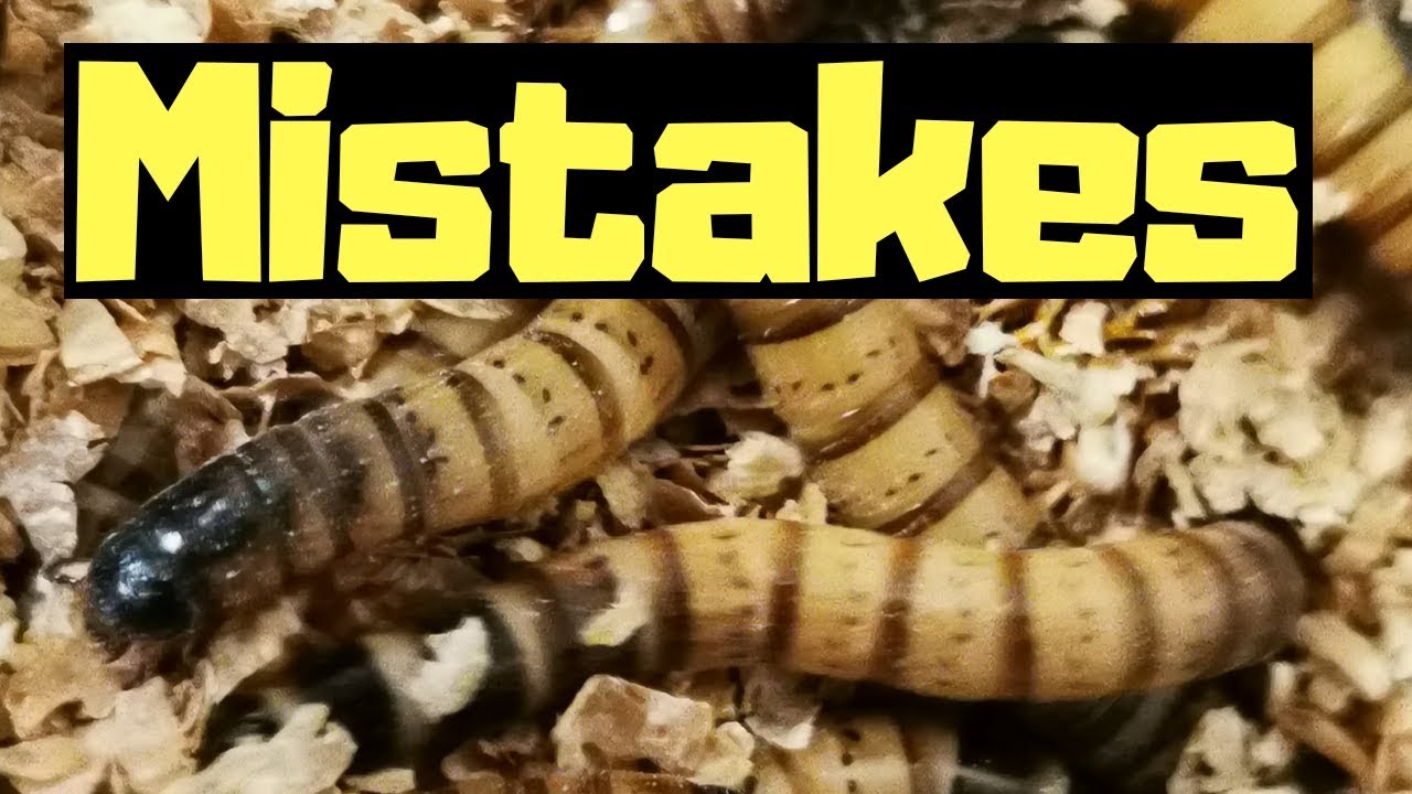 Top 5 Superworm Breeding Mistakes