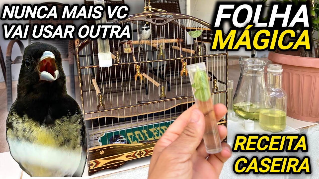 Folinha MÁGICA que vai FOGUEAR papa capim e coleiro