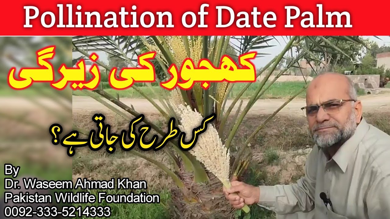 How to Pollinate Date Palm Trees | Date Palm Tree Hand Pollination Easy And Effective Method