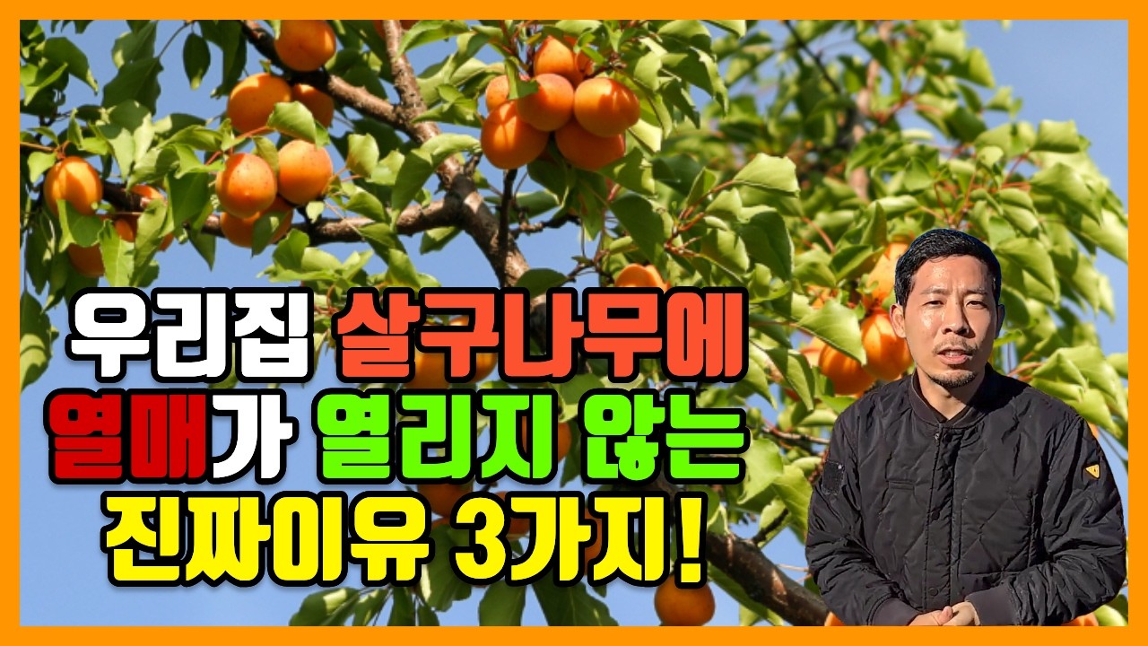 살구나무 열매가 열리지 않는 진짜 이유 3가지🍑 살구나무 심으신분 꼭 시청하셔유