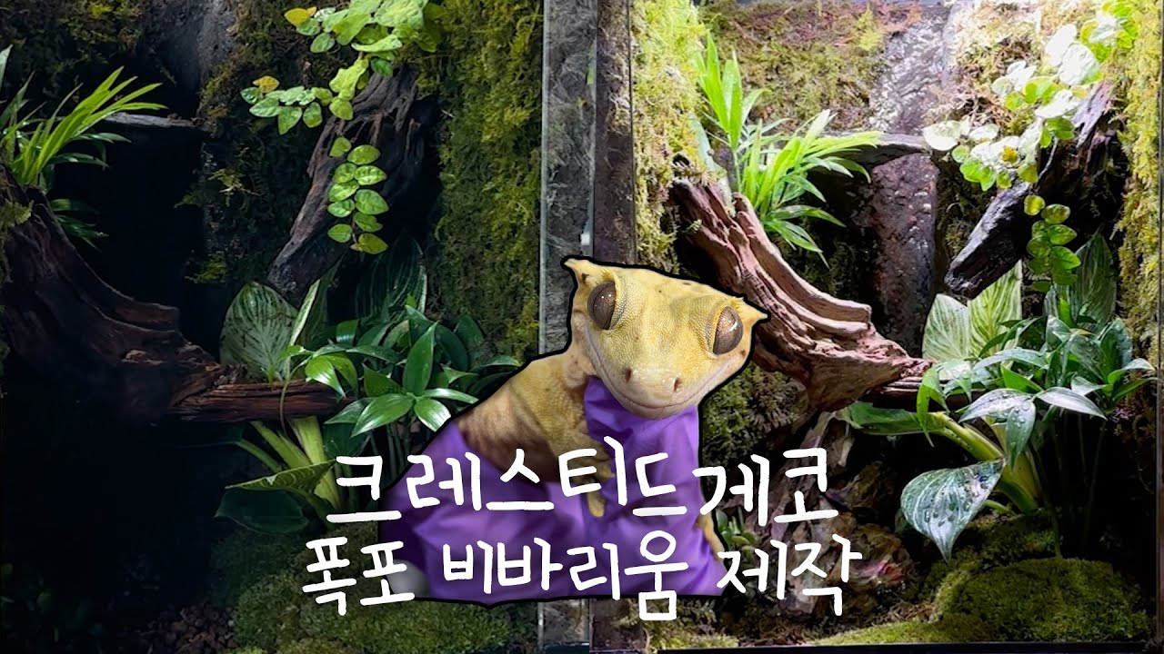 크레스티드게코 폭포 비바리움 사육장 제작 🔨🏞️
