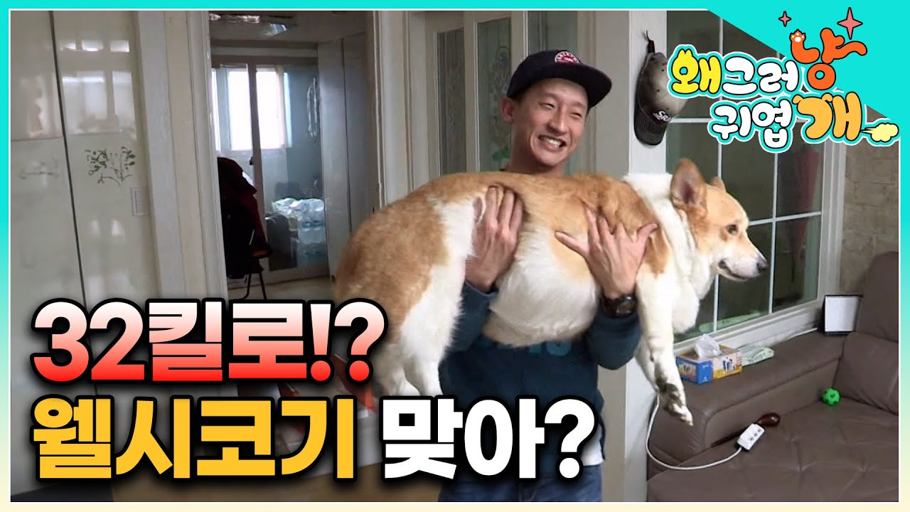 강형욱도 놀라고 간 어마어마한 초고도비만견 태양이! 이 웰시코기의 다이어트 과연 성공할 수 있을까요? │#왜그러냥귀엽개