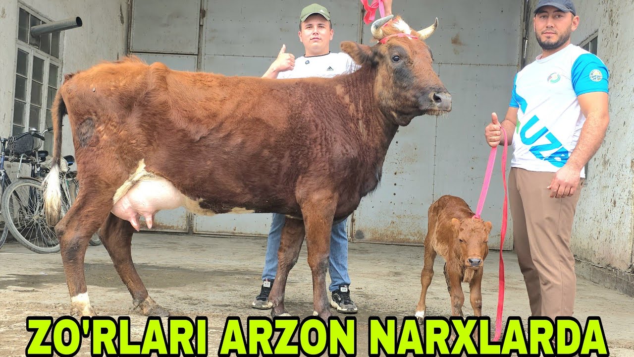 Ismoiljon ukamizdan yangi partiya go'zallari hamyon bop narxlarda 29-mart, 2026