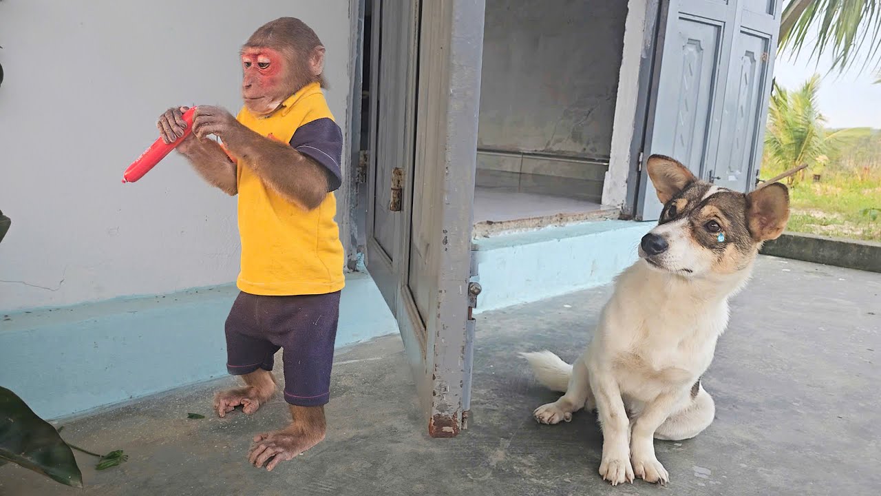 SU mischievously his dog sausage ll Funniest Dog & Monkey Video 🐵🐕&zwj;🦺