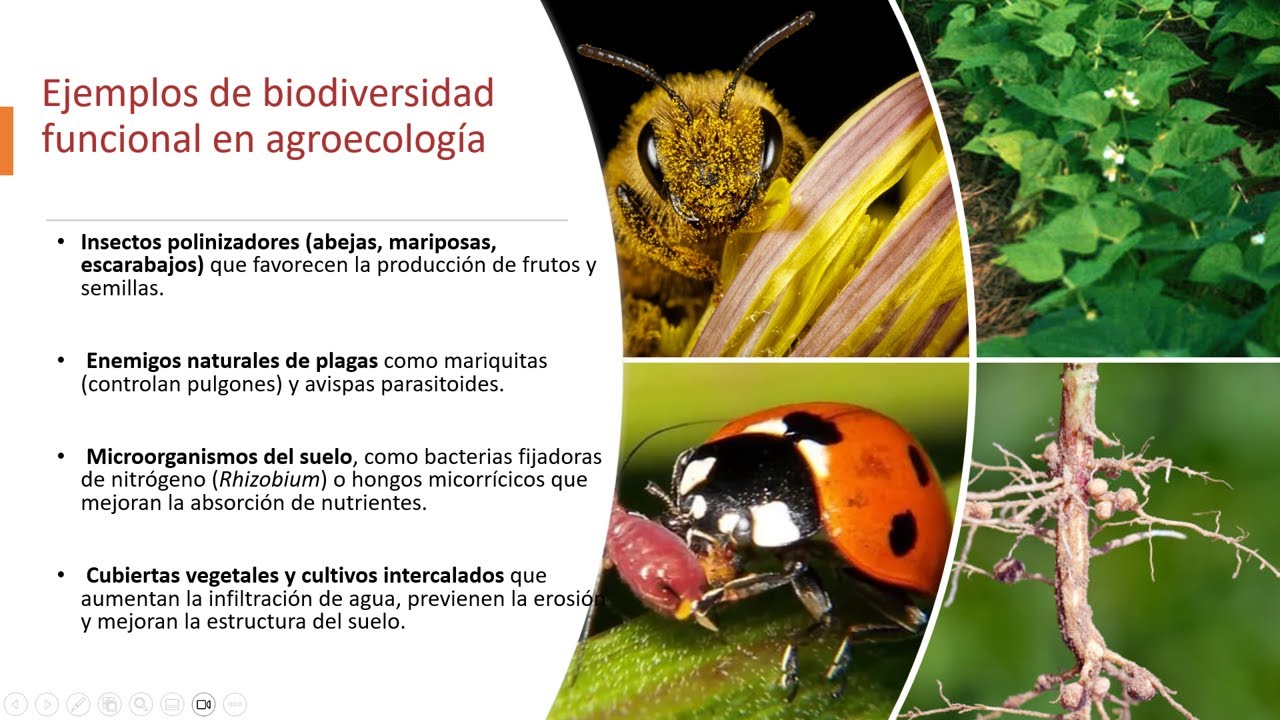 Fundamentos de Ecolog&iacute;a y Principios de la Agroecolog&iacute;a