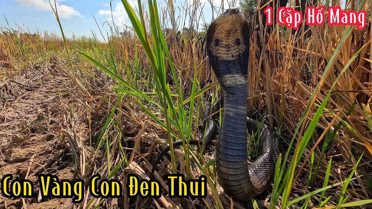Bữa Nay Tổ Đãi Trúng 1 Cặp Hổ Mang 1 Con Vện Loại 1 | Mười Thương Săn Bắt