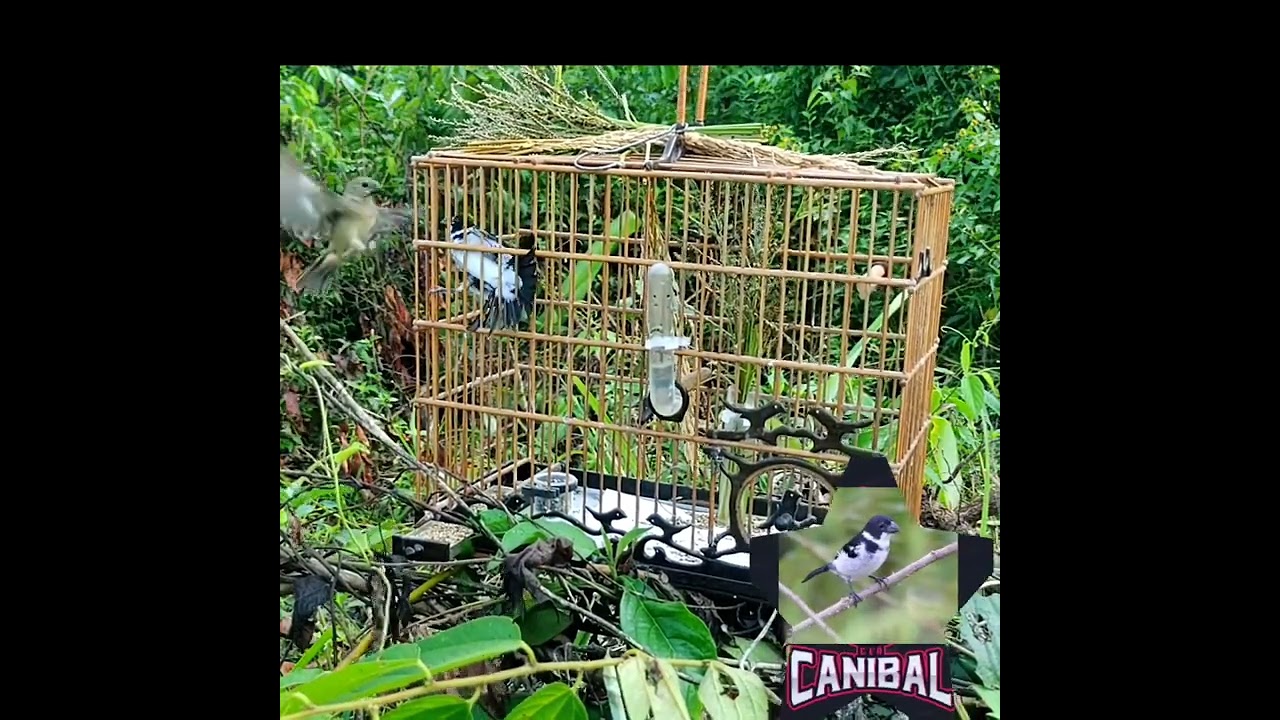 só falta entregar, patativa especial de parda