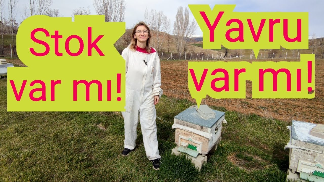 MART AYI ARI BAKIMINA DEVAM 🐝STOK VE YAVRU KONTROLÜ🐝YENİ BAŞLAYANLAR MUTLAKA İZLESİN#arı#bee#yalvaç