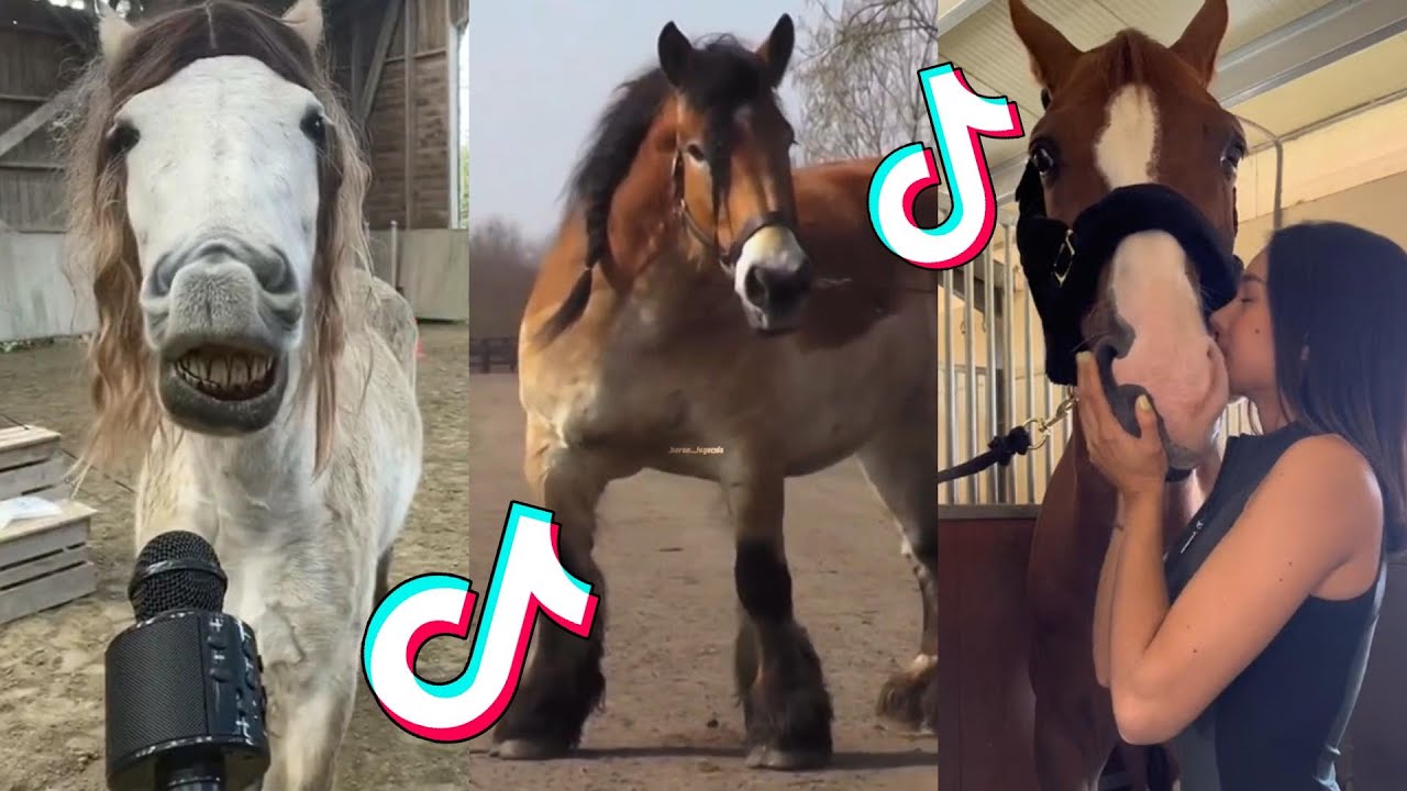 The Best HORSE TikTok Compilation #123