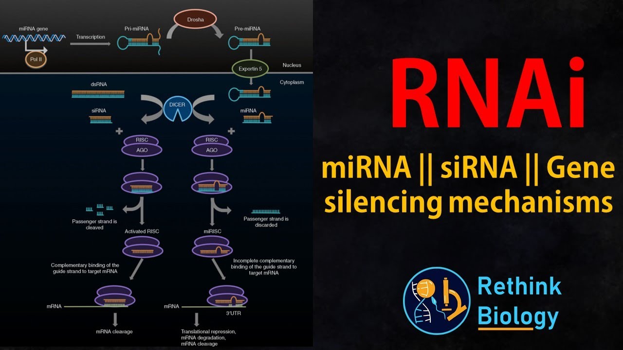 РНК-интерференция (РНКi) Анимация || miRNA || siRNA || Регулирование мРНК