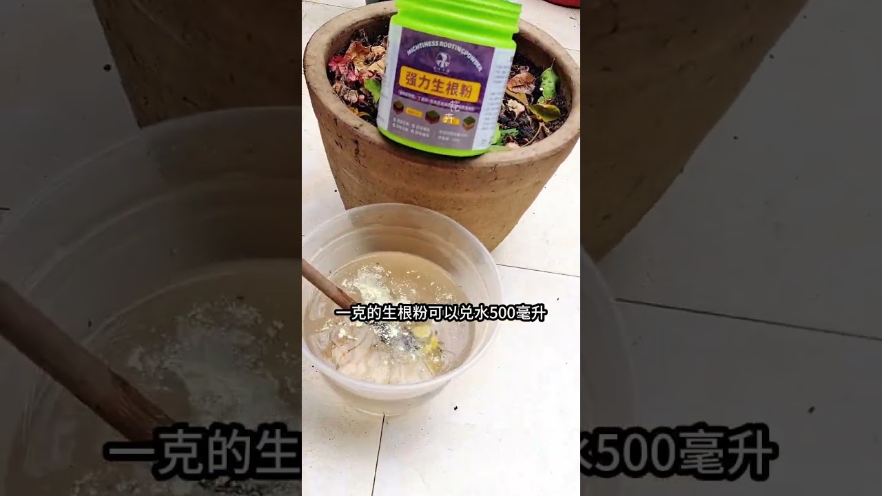 强力生根粉仅仅是用来扦插那就太浪费了！其它的用途更重要，你也试试吧#扦插 #强力生根粉 #园艺 @DOU+小助手