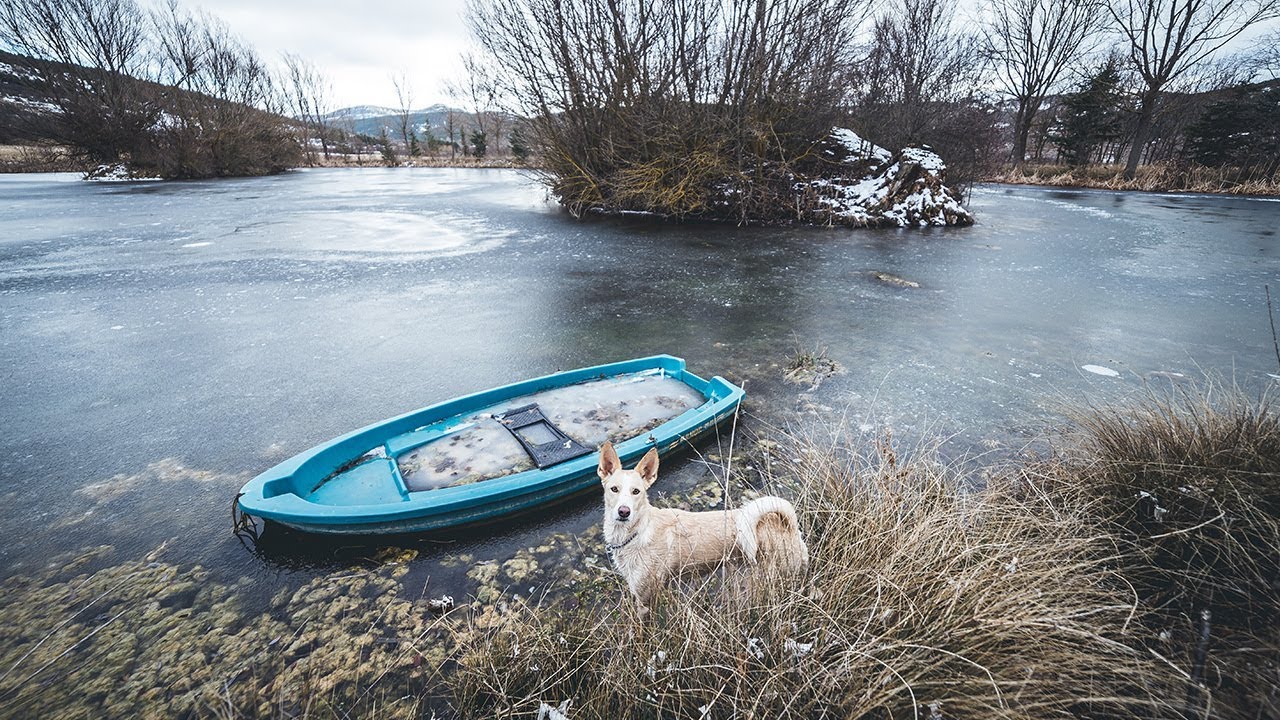 🐶 Me llevo a MIS PERROS de URBEX - Abandoned Spain