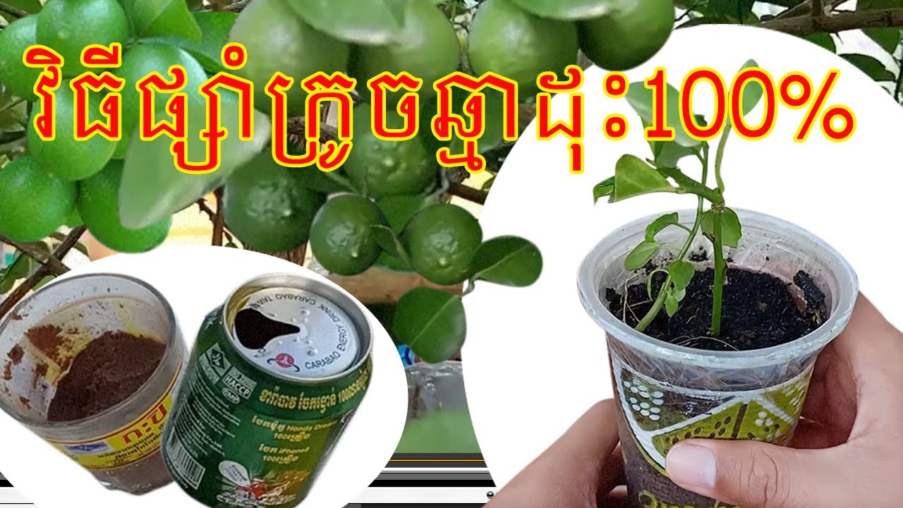 How to cut branches to graft in cans 100% effectiveវិធីផ្សាំក្រូចឆ្មាកាត់មែកផ្សាំក្នុងកំប៉ុងដុះ100%