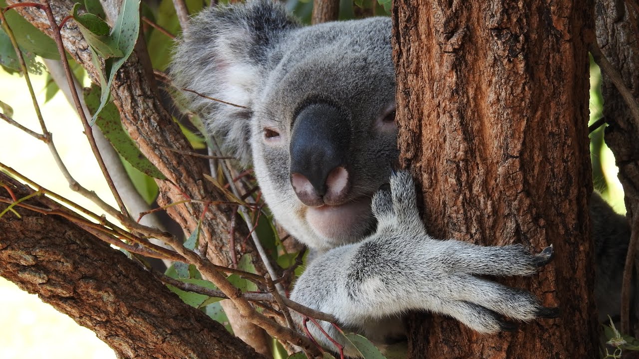 SPECIAL EPISODE: AUSTRALIA ZOO! 