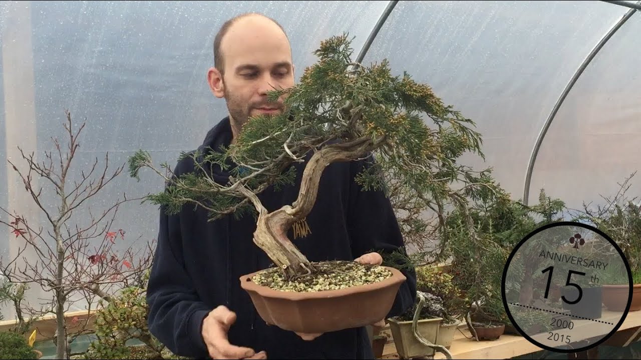 Selecting yamadori material for Bonsai, Peter Warren