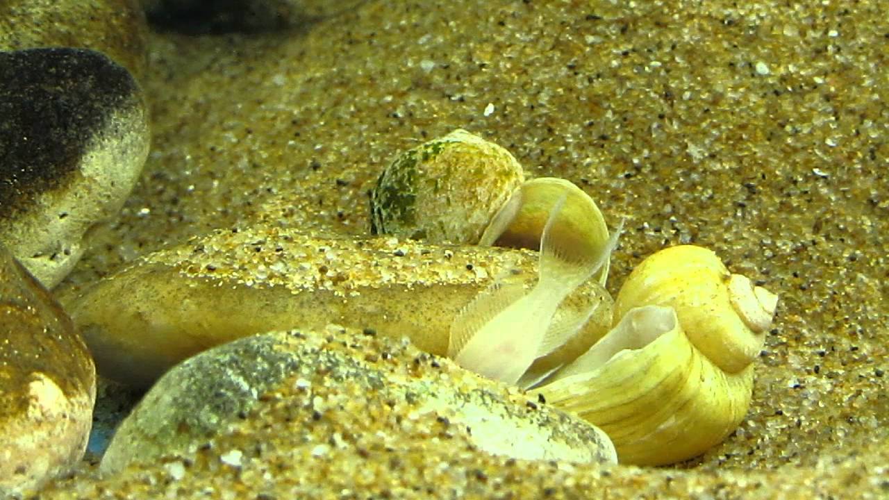 Neolamprologus brichardi ( albino) with fry