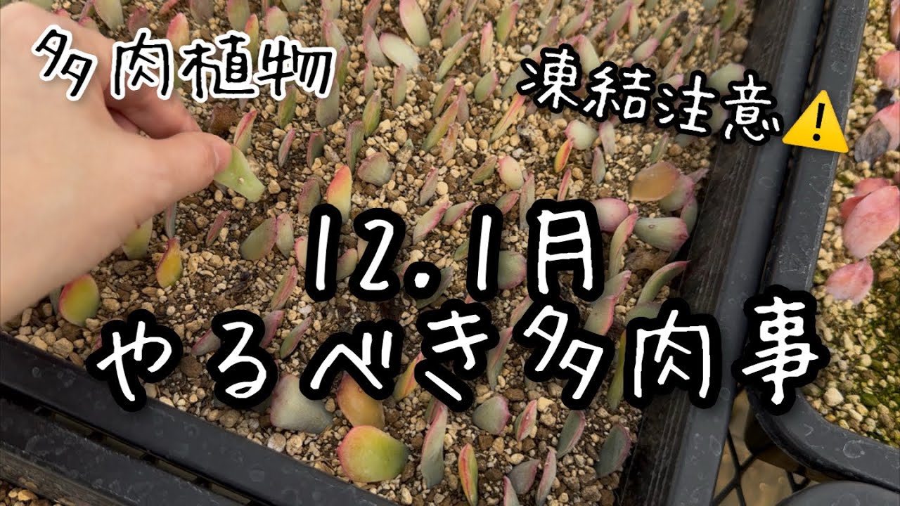 【多肉植物】真冬の管理！12.1月にやるべき多肉事3選