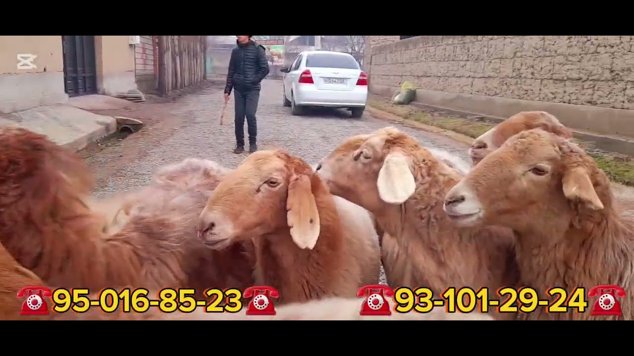 😱💥ÕZI YIRIK NARHI YENHIL💥BÕĞOZ SOVLIQLARNI💥GIGANTLARI KELDI😱😱