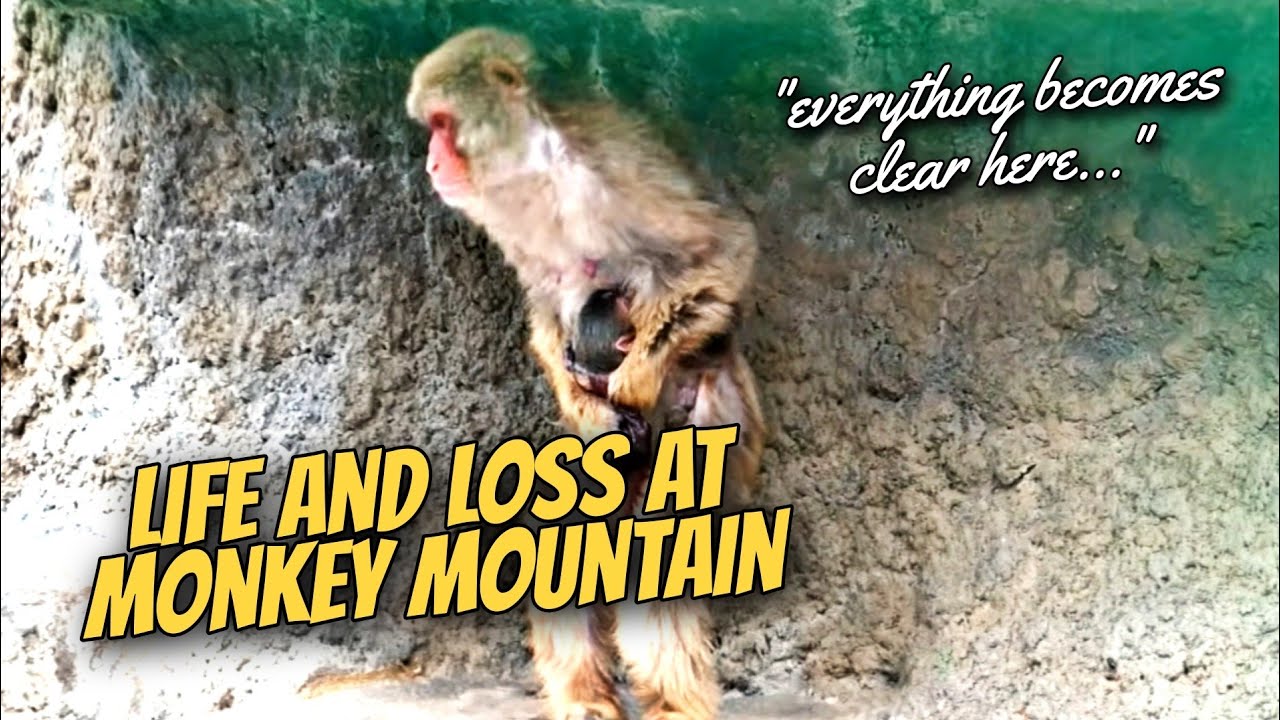 Finally Explained: The Truth About Baby Monkey Births and Deaths at Ichikawa Monkey Mountain!