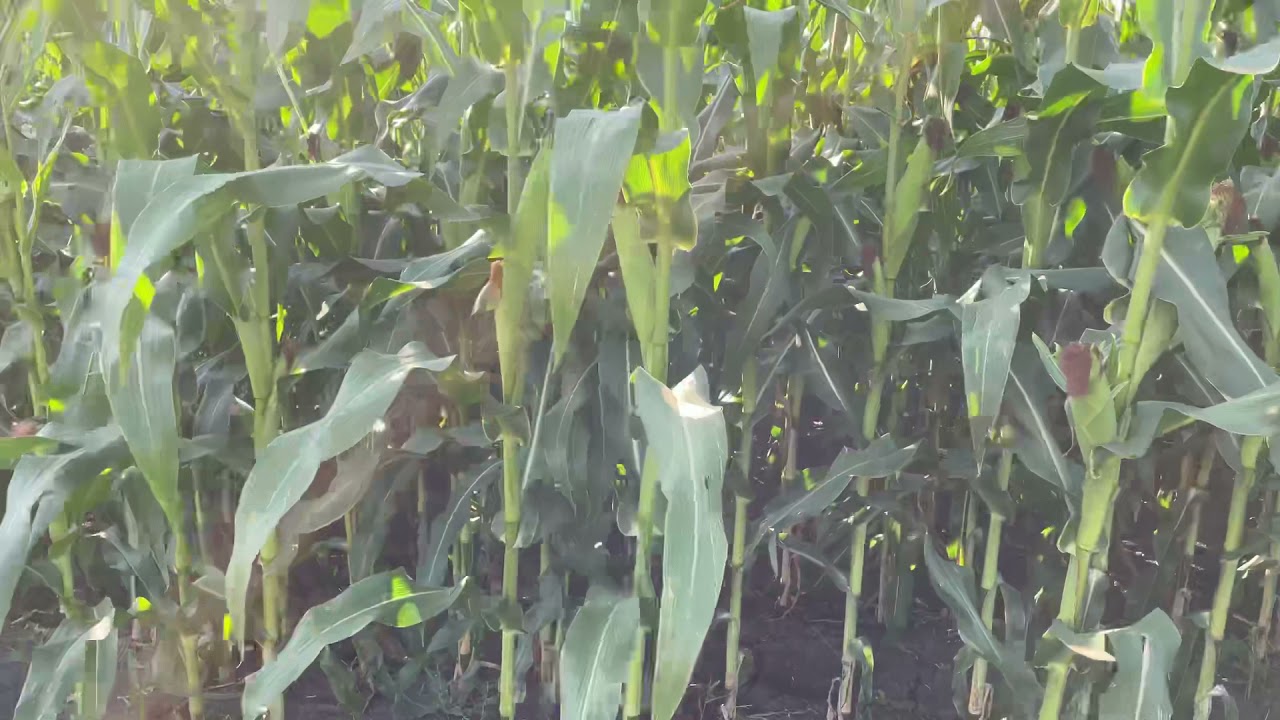 03.08.21 Питання - відповідь. Обробка ґрунту/ біологічна врожайність кукурудзи.