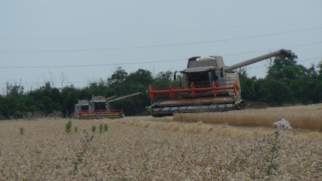 3x Claas Lexion 650, 550, Tucano 450 Summer Harvest Csele-Delta Kft. 2016