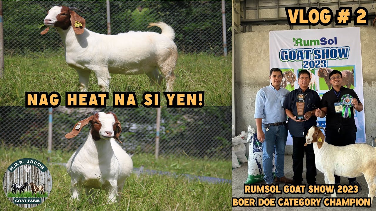 Farm Vlog # 2: Nag Heat na ang ating Champion Fullblood Boer Doe na si Yen!