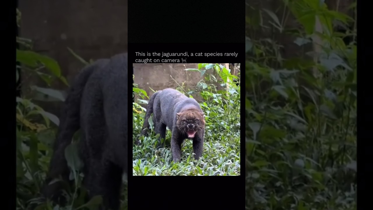 The Jaguarundi &ndash; A Wild Cat You&rsquo;ve Probably Never Seen Before 🐆