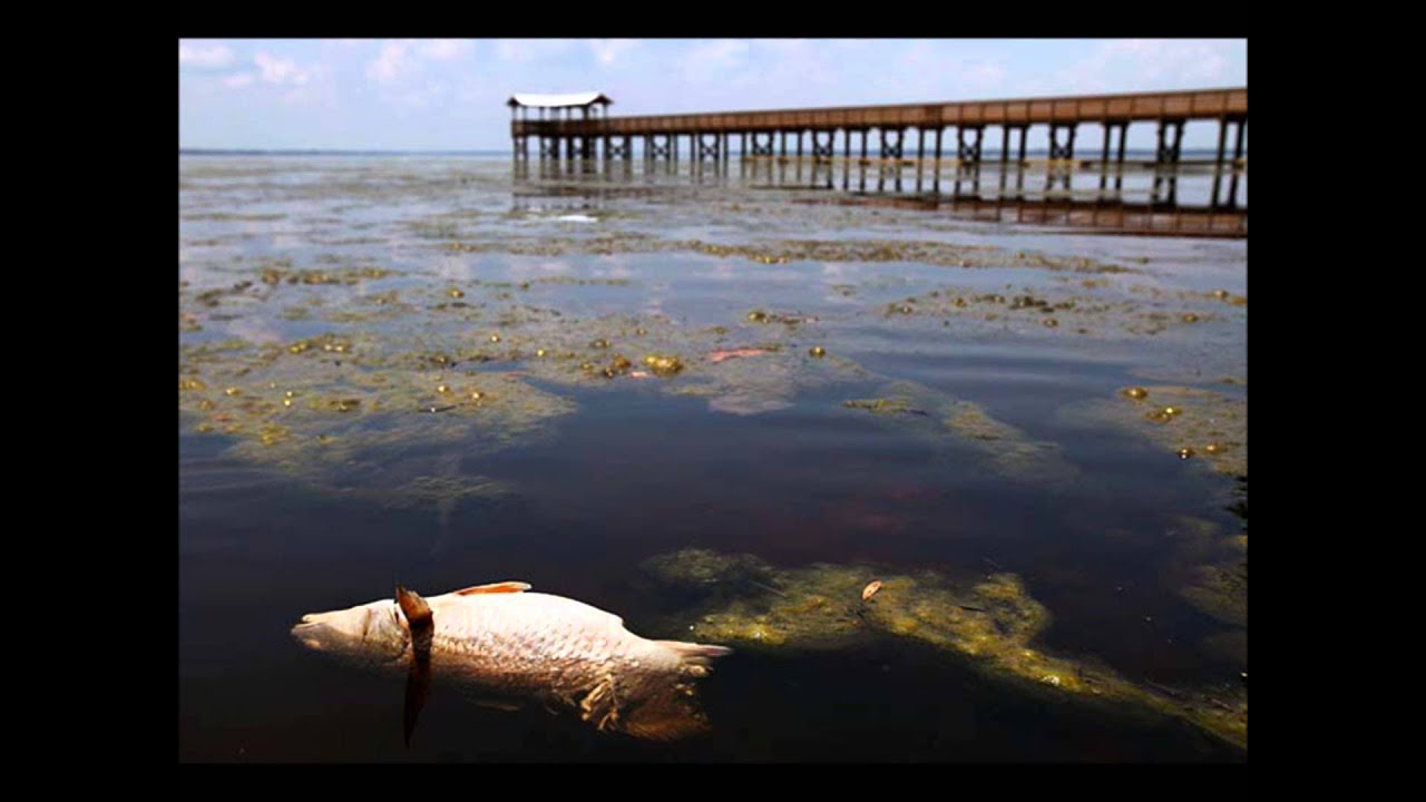 Environmental Exploitation Awareness Video