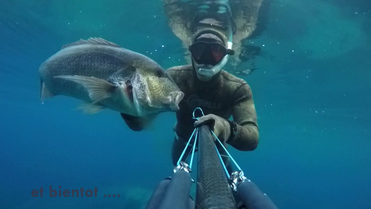 Gros Dentis  / spearfishing mediterranean dentex #spearfishing dentex