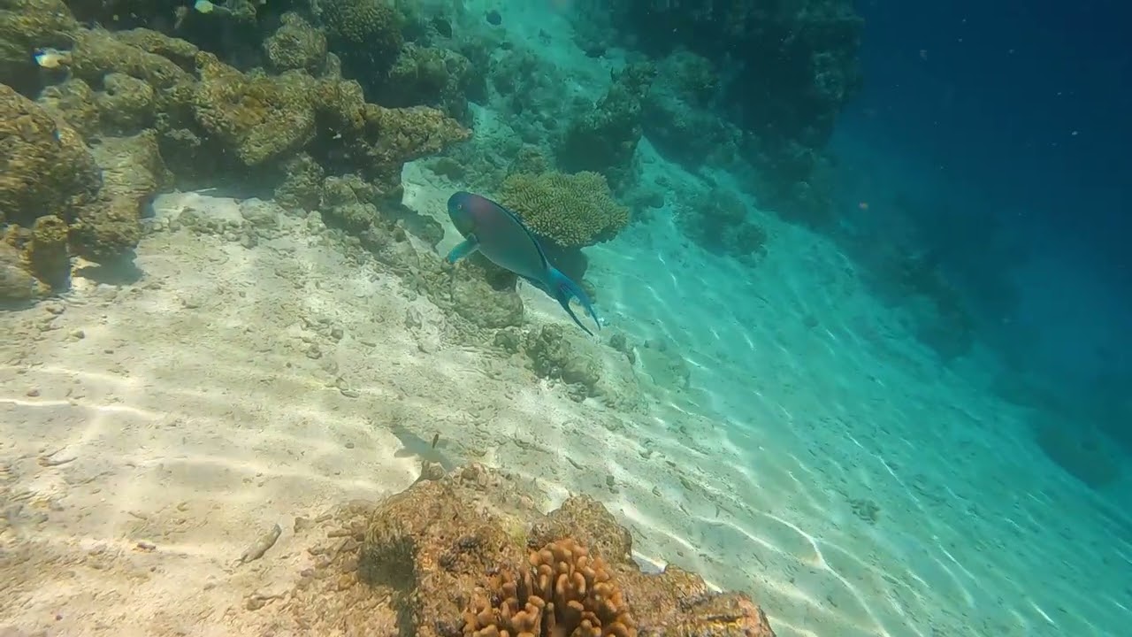 The beauty of the underwater world #world  #underwater #beauty #fish #indianocean #ocean #sea