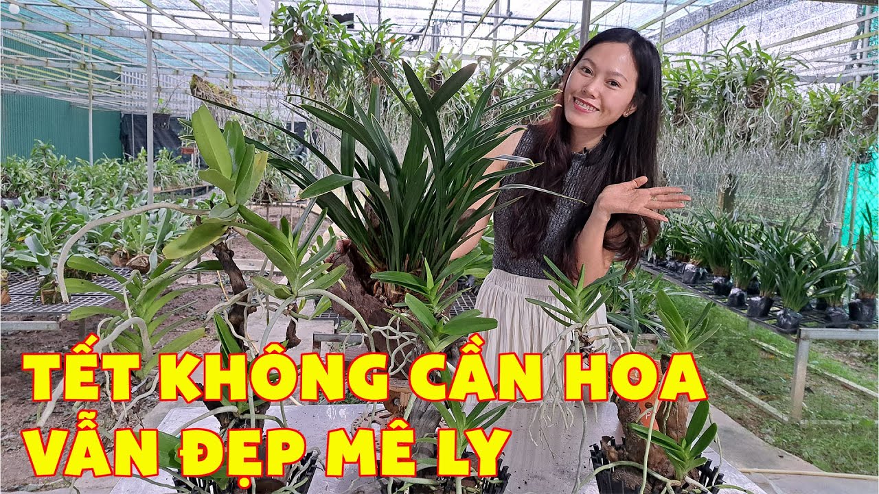 TẾT KH&Ocirc;NG HOA, NH&Agrave; VẪN ĐẸP M&Ecirc; LY / Hoa Lan 4U
