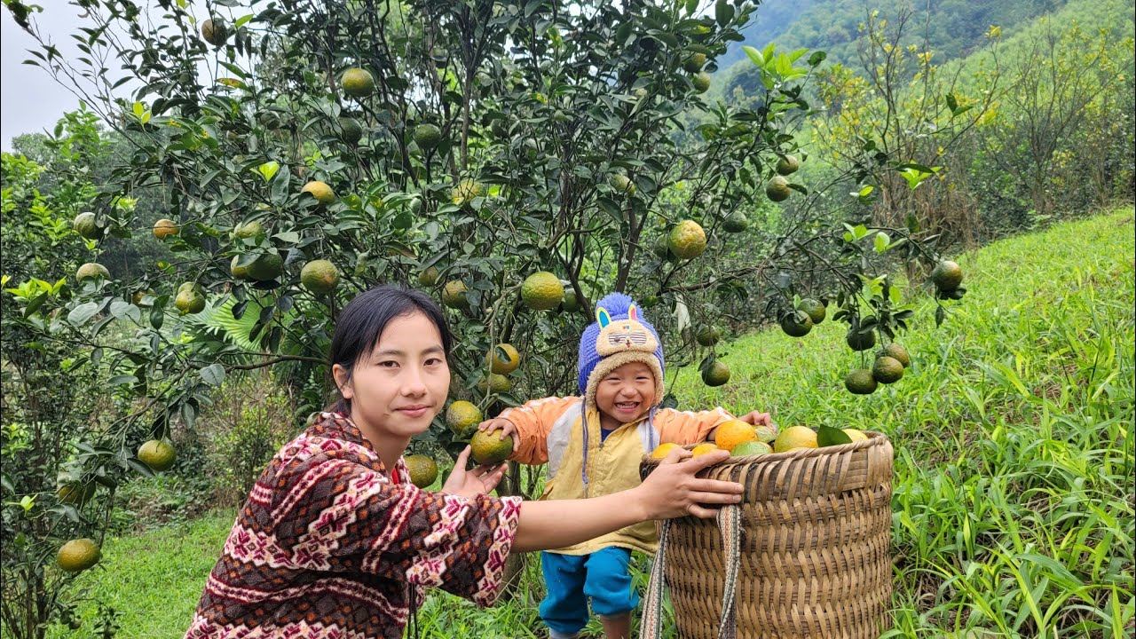 Single mother, 17 years old, picks oranges to sell for a living every day, Ly Tieu Anh