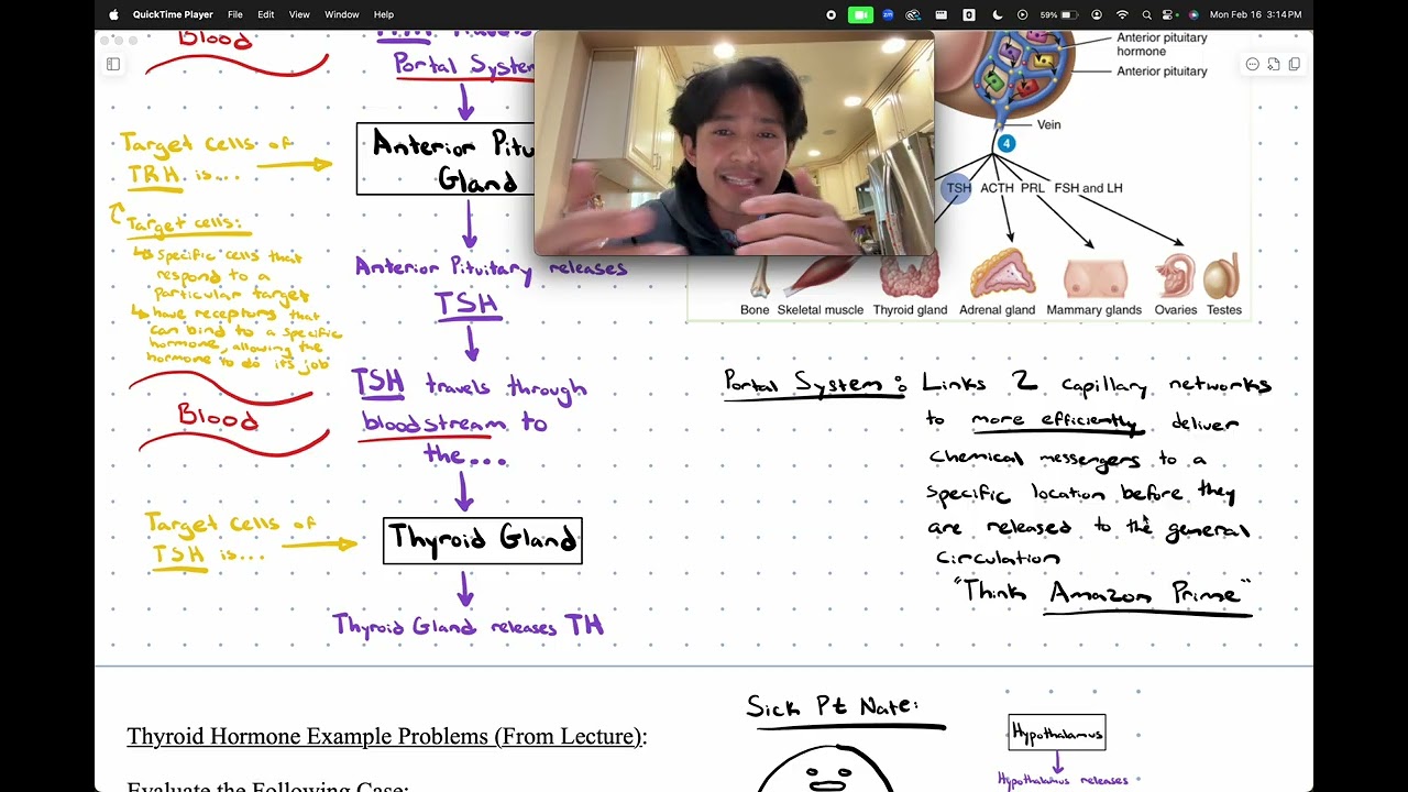 AP 151 Endocrine System Problems (TSH, TRH, TH, CRH, ATCH, & Cortisol Problems)