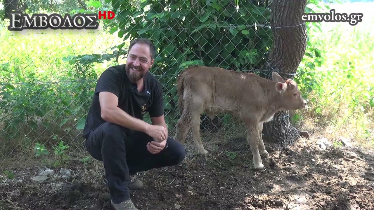 Kτηνοτροφία: Επίσκεψη στο βοσκοτόπι του αγελαδοτρόφου Χρήστου Τσέρνιου  στο Κ. Νευροκόπι