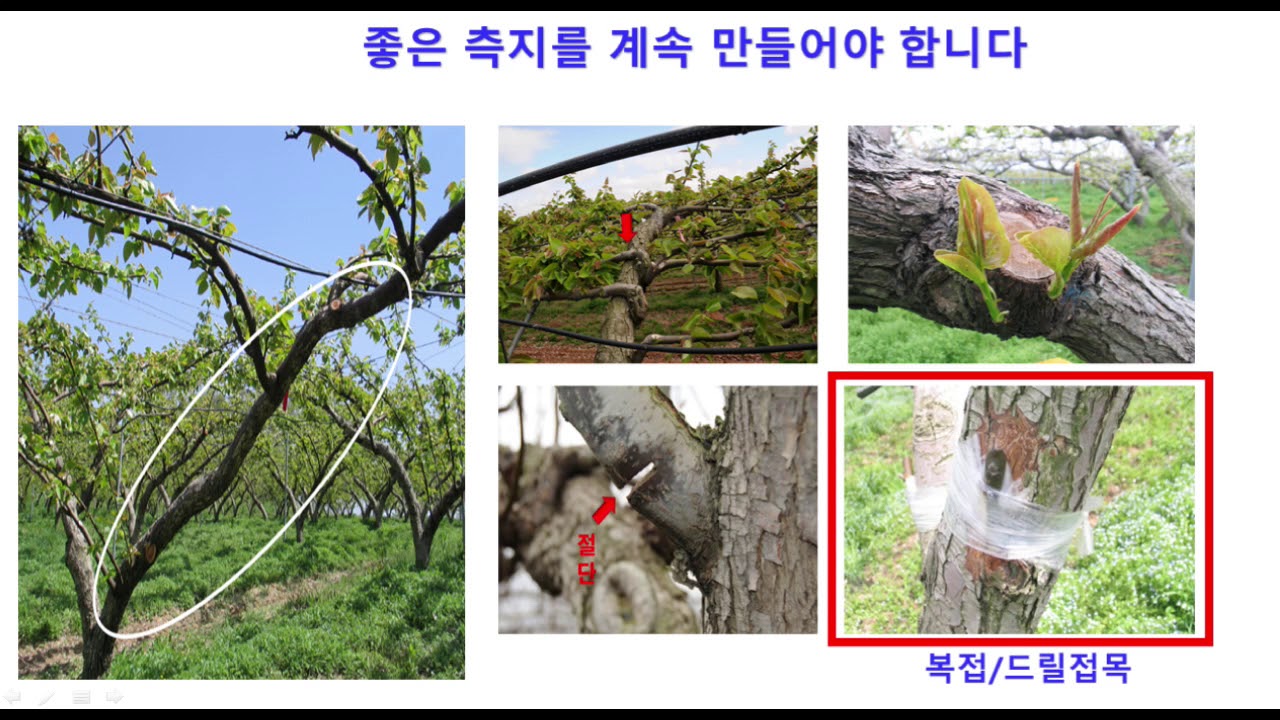 '아주 쉬운' 배나무 전정