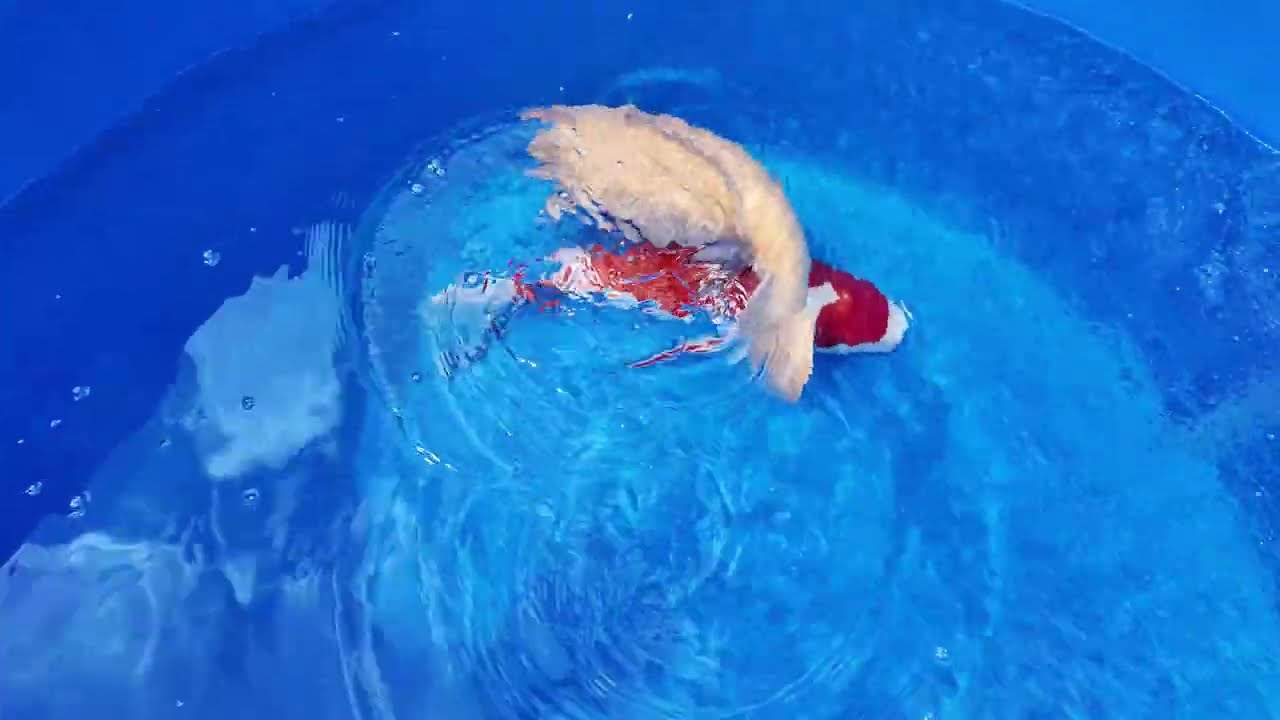 2025 Seaside Aquatics Koi Show in Anaheim, CA