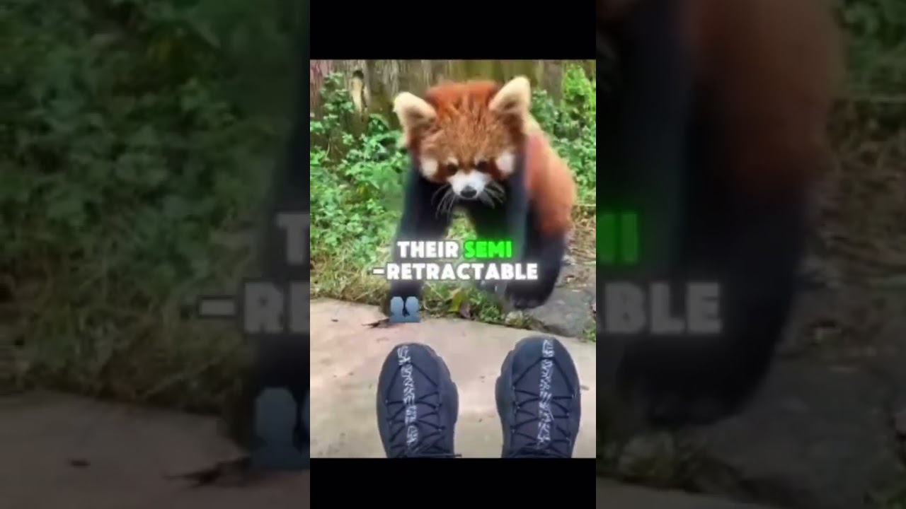 Here are 5 cool things about red pandas 