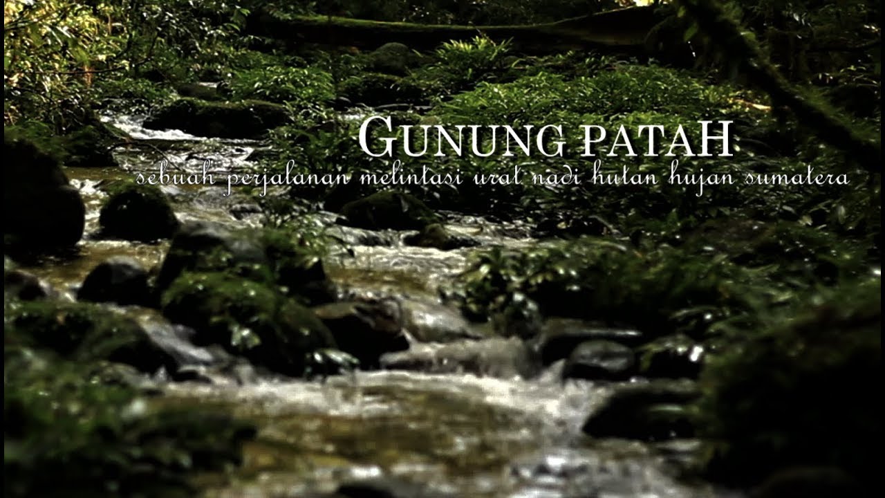 GUNUNG PATAH: Sebuah Perjalanan Melintasi Urat Nadi Hutan Hujan Sumatera