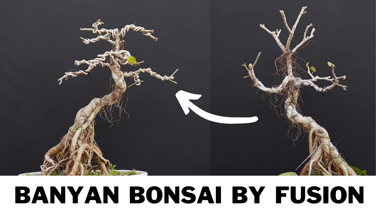 How to Make Bonsai By Fusion Technique / Update