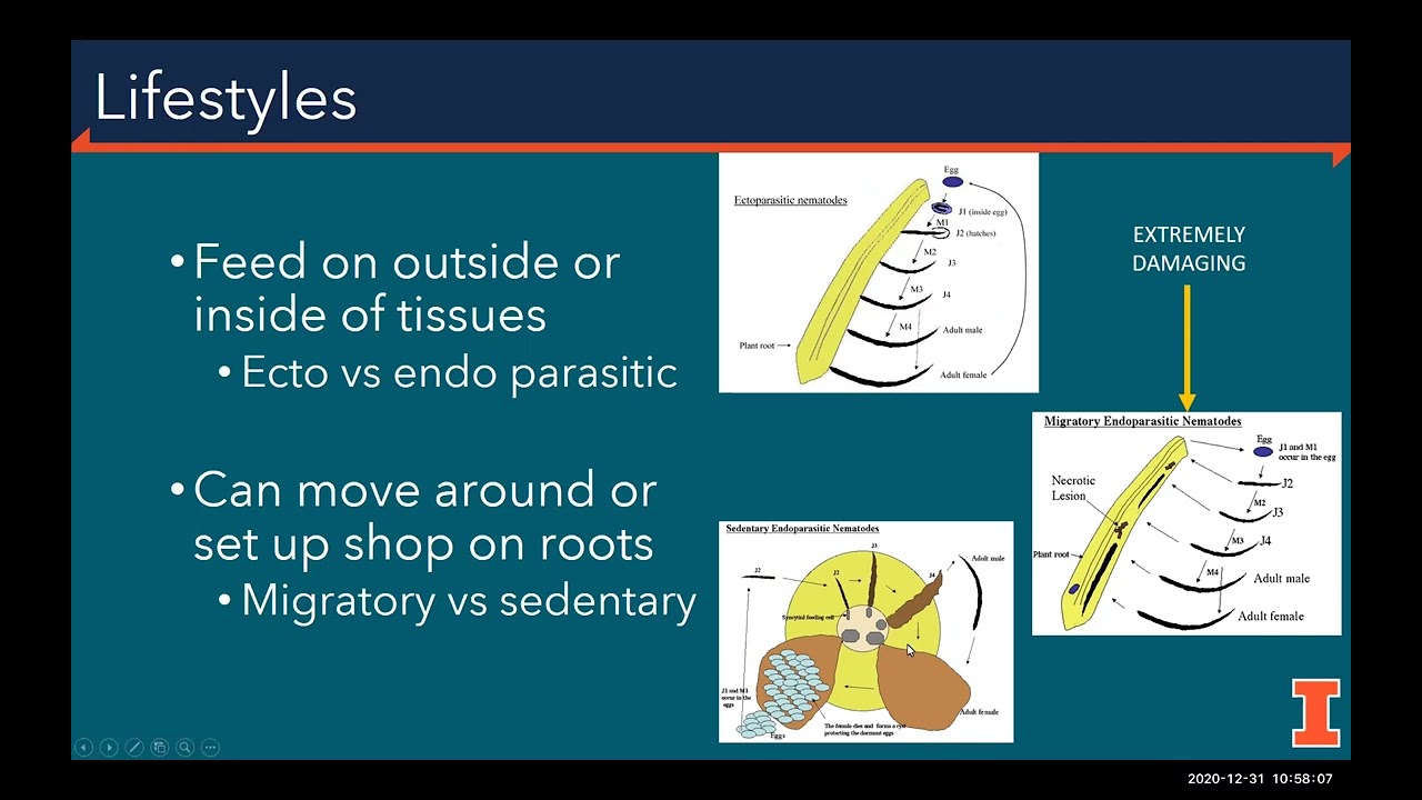 Plant pathogenic nematodes (it's more than just SCN!)- Dr. Nathan Kleczewski