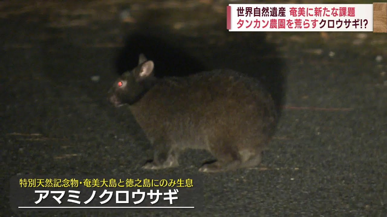 【クロウサギが・・・】登録から3年「世界自然遺産」奄美に新たな課題 News＋おやっと！特集(7月25日(木)放送)