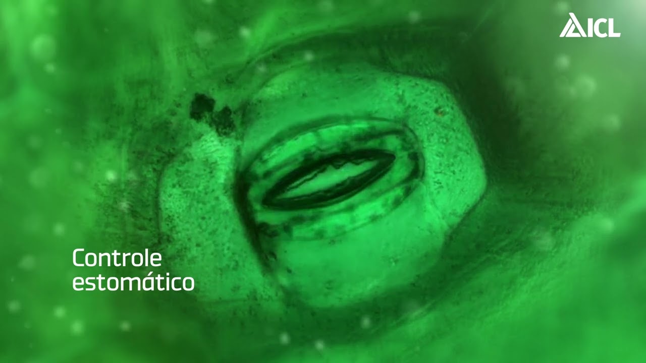 Manifesto Keep Green | Mais prote&ccedil;&atilde;o e qualidade para o cafezal