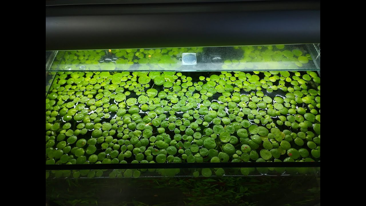 Akvaryumu İstila Eden Su &Uuml;st&uuml; Bitkisi Frogbit