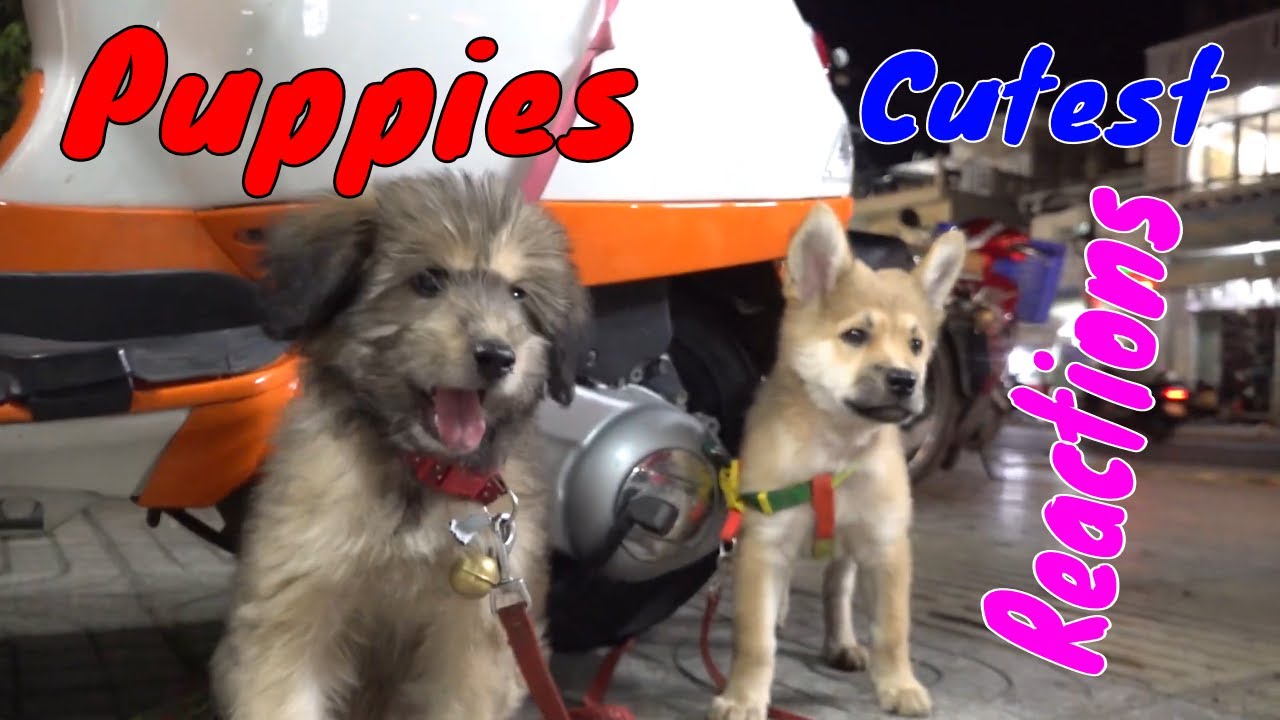 Cute Puppies React When Being Filmed 3 - Cutest Baby Dogs | Viral Dog
